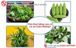 Phòng khám đa khoa Phượng Đỏ