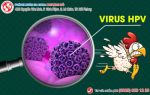 Virus Hpv Là Gì. Nói Lên Sức Khỏe Của Anh Chị