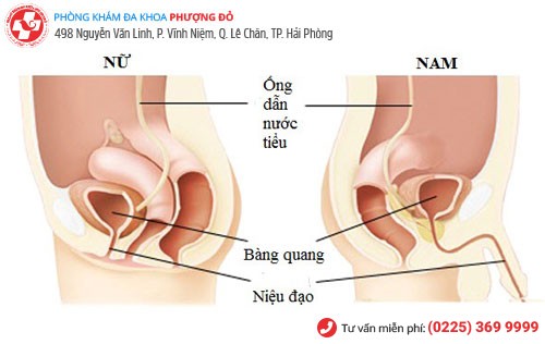 Viêm niệu đạo ở cả nam và nữ Viêm niệu đạo ở cả nam và nữ