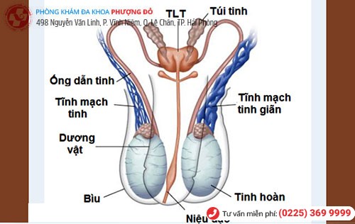 Viêm túi tinh khiến tinh trùng có mùi hôi tanh Viêm túi tinh khiến tinh trùng có mùi hôi tanh